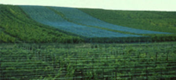 Vogelnetze
