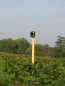 Preview: BirdGard Pro Plus im Weinanbau