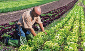 Mann mit Chaps im Salatfeld