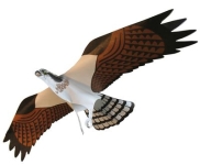 Greifvogelattrappe Set 1 - Adler / Falke (8,2 m Rute)